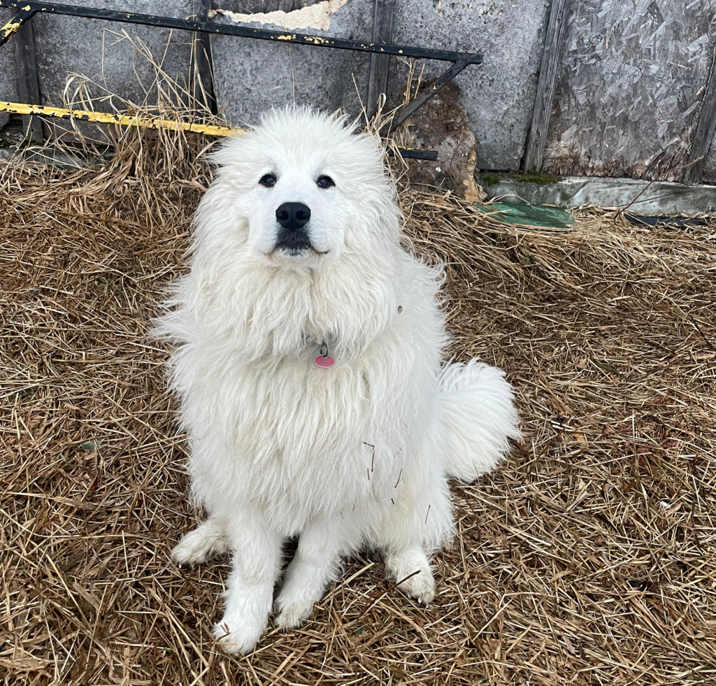 Vishnu le chien blan