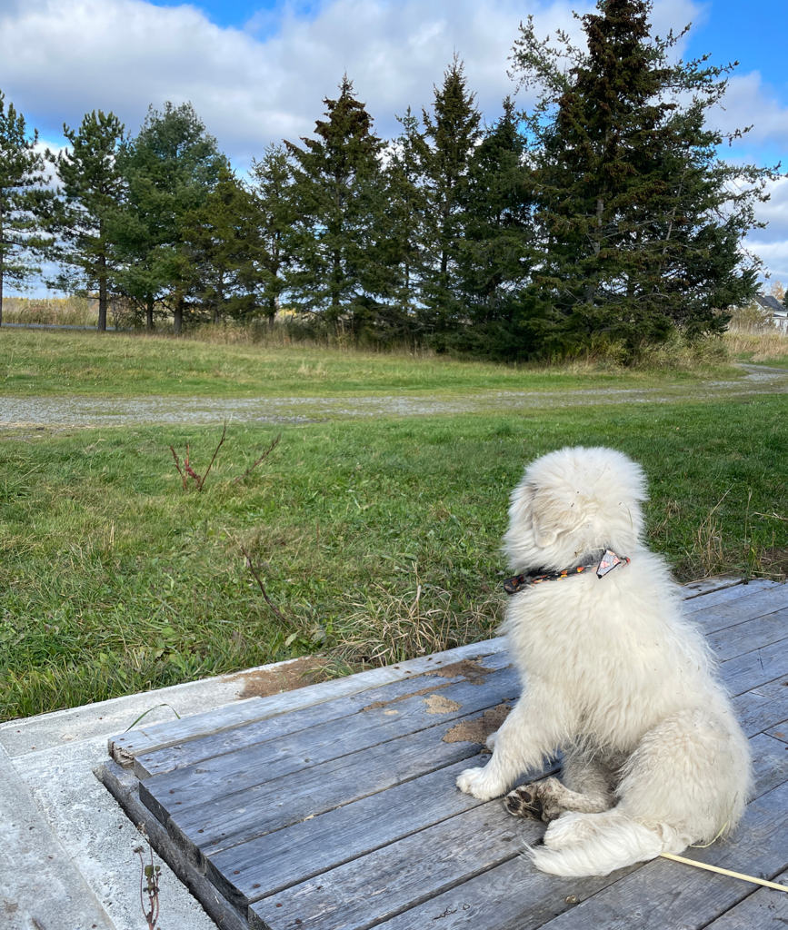 Vishnu regardant au loin